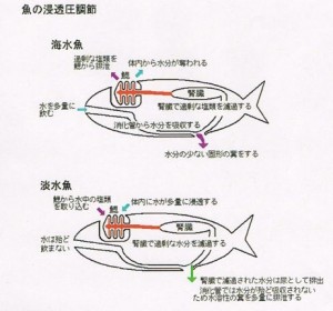 浸透圧調整