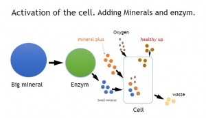 CELL