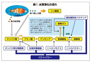 月刊錦鯉投稿分 (3)