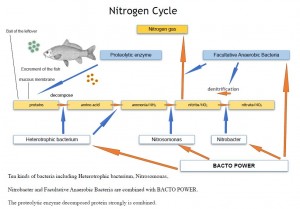 Nitrogen